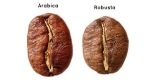 Grains de café Arabica Robusta ETIENNE Coffee Shop