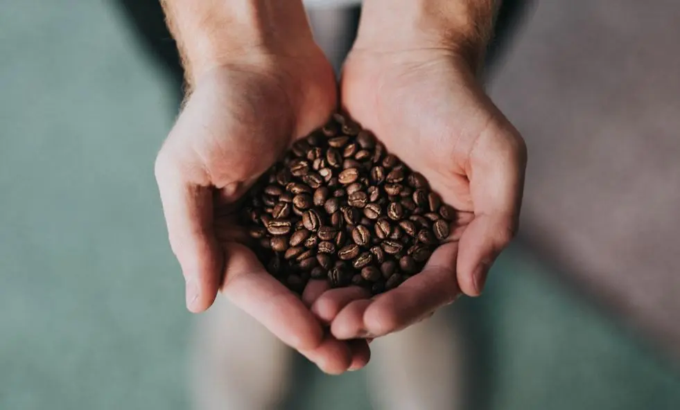 Comment choisir du café bio en grain ? - L'Arbre à Café